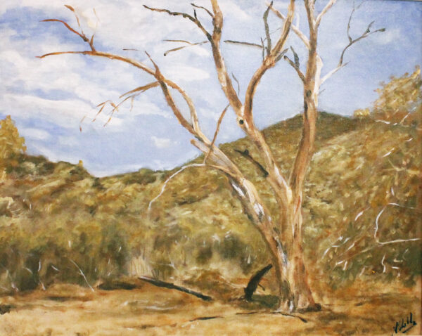 #081 Tree Study – Arkaroola Creek